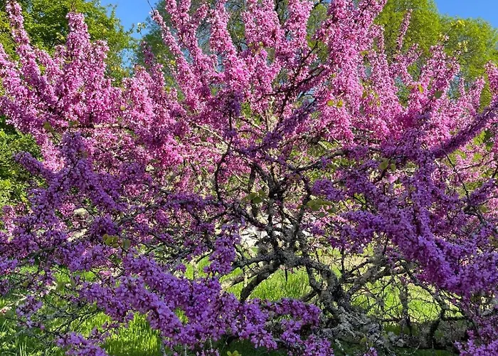 Sainte Raphine Hotel Fargues-Saint-Hilaire